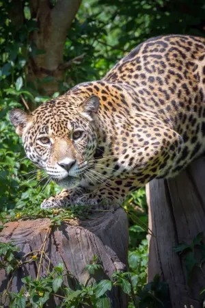 jaguar names