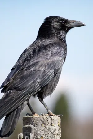 crow names