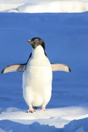 Penguin Names
